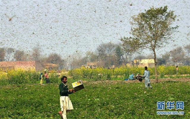 中国蝗灾防治工作组抵达巴基斯坦，为巴方提供蝗灾防治技术支持