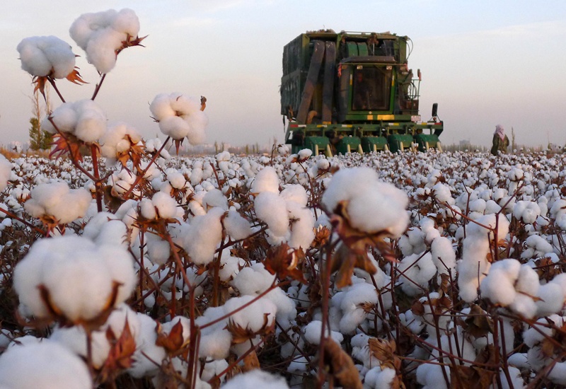  创新科技打造不缺订单的新疆棉花