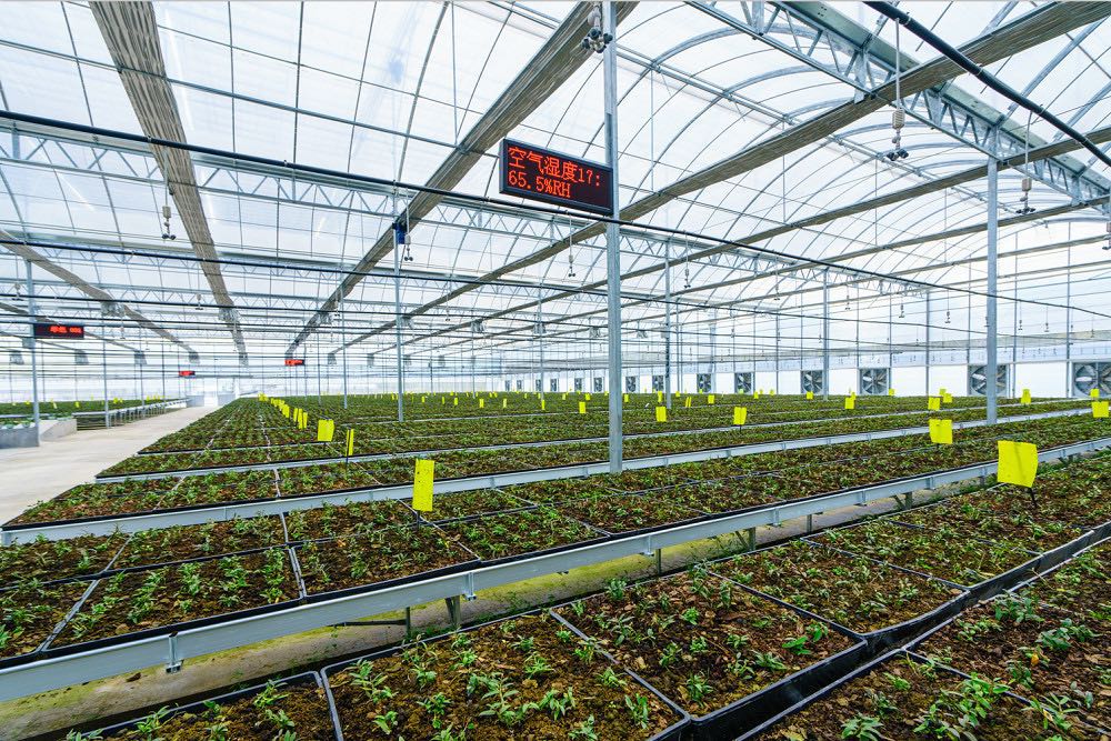 图片来源:寿仙谷智能化大棚中栽培的铁皮石斛上市后初心不改正所谓"一